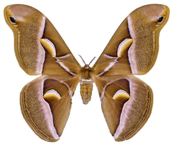 Isolated ailanthus silkmoth butterfly - Photo, Image