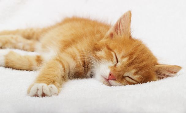  kitten sleeping - Valokuva, kuva