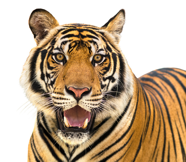 Изолировать тигра
  - Фото, изображение