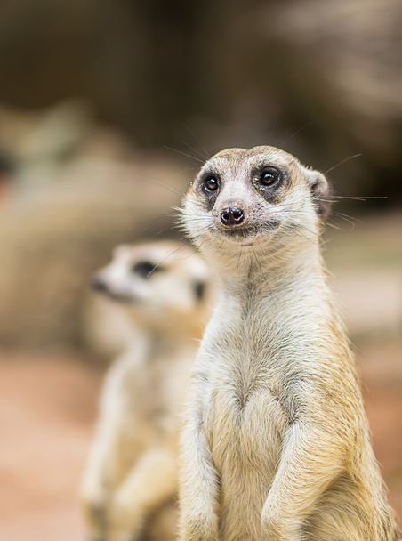 meerkat - Photo, Image