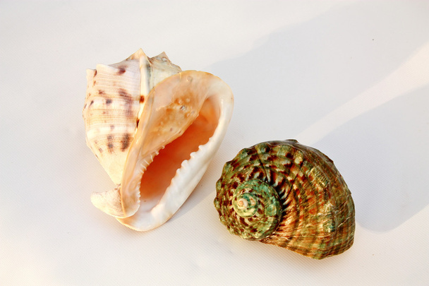 Sea shells - helmet and turban - Foto, imagen