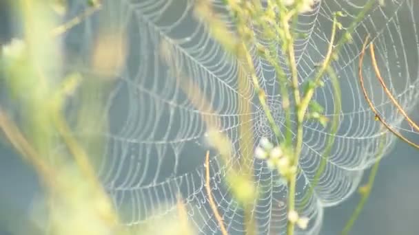 Teia de aranha tremendo no vento
 - Filmagem, Vídeo