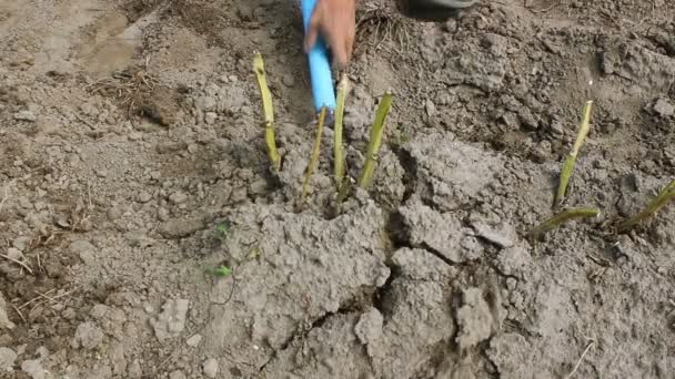 Digging up potatoes - Кадры, видео