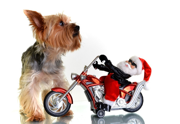 Pequeño yorkshire terrier perro con santa en moto
 - Foto, imagen