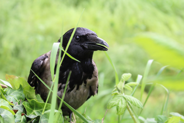 Fekete varjú - Fotó, kép