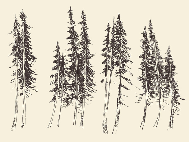 Fir forest engraving vector hand drawn sketch - Vector, Image