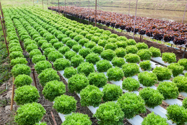 Organiczny hydroponiczny ogród warzywny - Zdjęcie, obraz