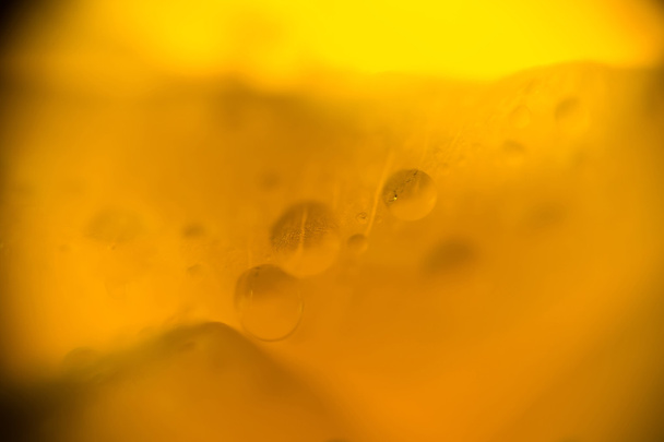 Supermacro вологих жовтий підннявся - Фото, зображення
