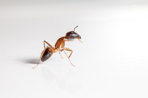 Beyaz karınca - Fotoğraf, Görsel