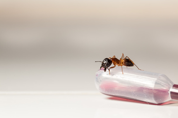 ant on white - Photo, Image
