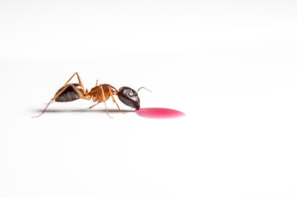 ant on white - Photo, Image