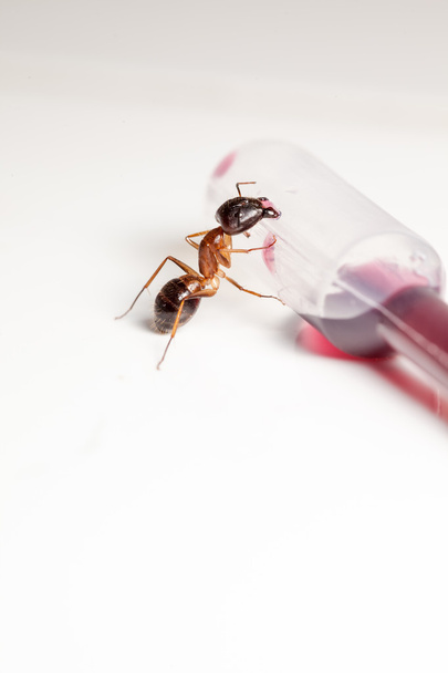 hormiga en una pipeta
 - Foto, Imagen