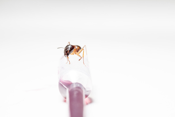 formica su una pipetta
 - Foto, immagini