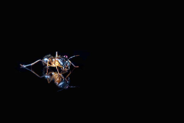 Mrówka na płytki polerowane - Zdjęcie, obraz