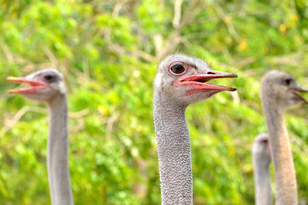Ostrich - Fotó, kép