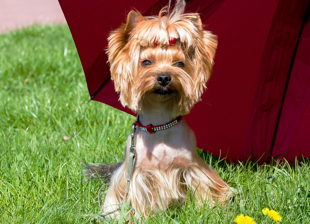 A charming little dog Yorkshire terrier under a red umbrella. - Photo, Image