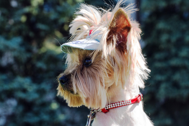 Hocico Yorkshire terrier en un primer plano de perfil
. - Foto, Imagen
