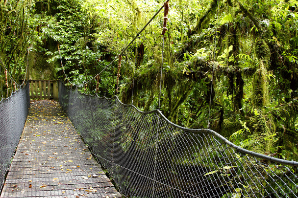 πλωτή γέφυρα στο δάσος - Φωτογραφία, εικόνα