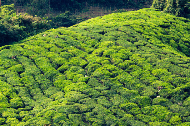 Tea plantations in state Kerala, India - 写真・画像