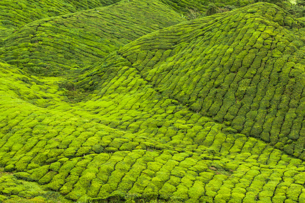 Tea plantations in Munnar, Kerala, India - Fotoğraf, Görsel