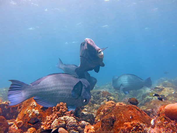Fish Humphead Parrotfish, Bolbometopon muricatum in Bali. - Photo, Image