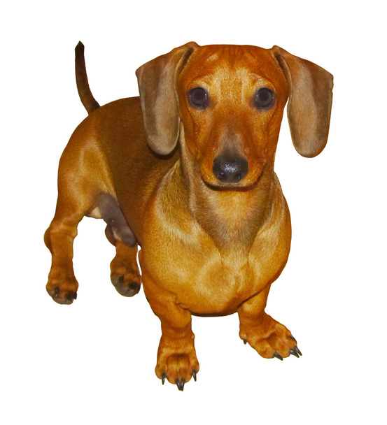 ミニチュア ダックスフンド子犬の分離された画像 - 写真・画像