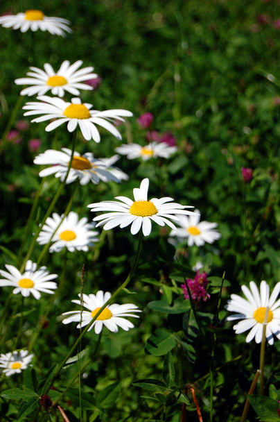 Field of daisies - Foto, afbeelding