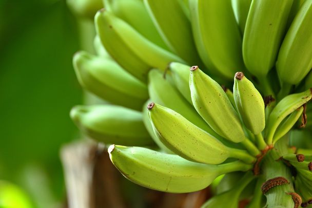 Banane auf Baum - Foto, Bild