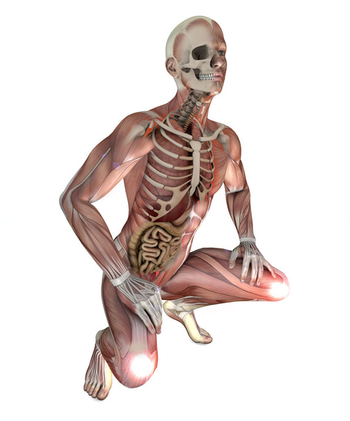 ανδρικό σώμα με σκελετικών μυών και των οργάνων - Φωτογραφία, εικόνα