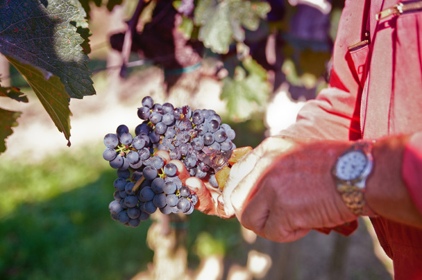 Recolha das melhores uvas de vinho
 - Foto, Imagem