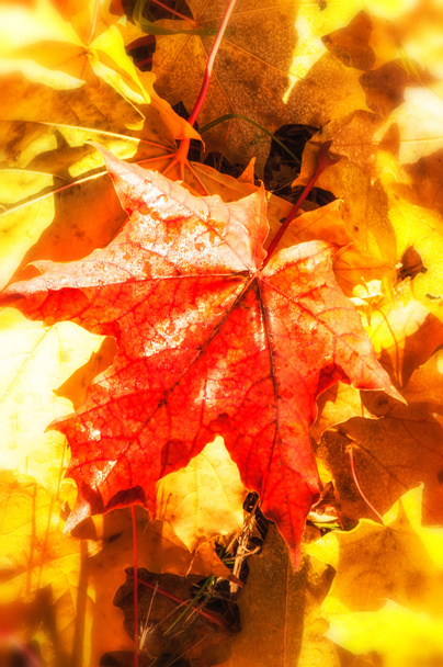 Текстура осенних кленовых листьев. Фотография в осеннем парке - Фото, изображение