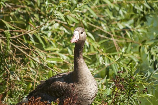 Greater white-fronted goose - Foto, immagini