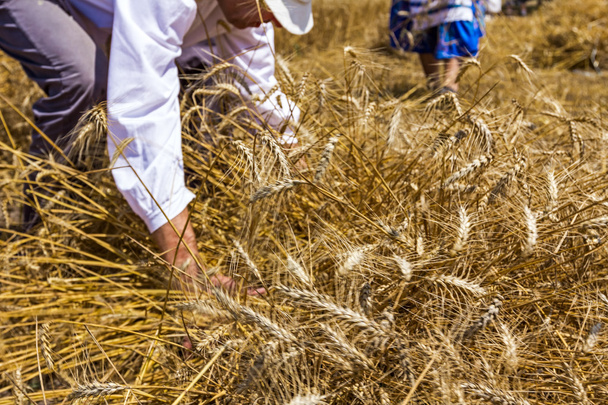 Harvest time. - Photo, Image