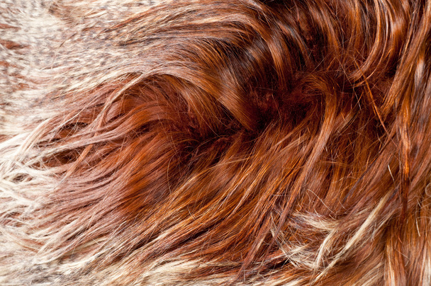 yak fur. texture. Photographed in the studio - Photo, Image