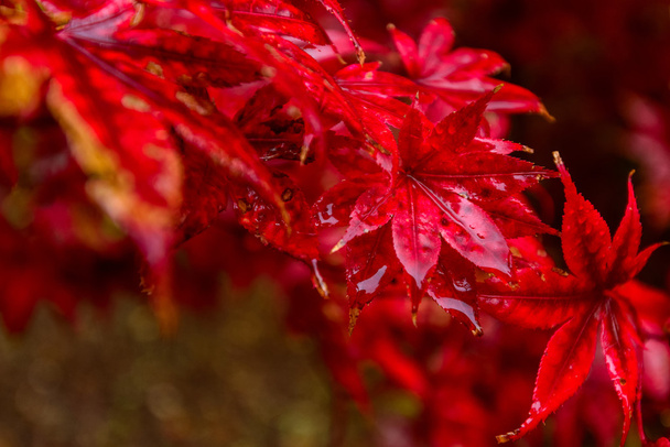 Червоне осіннє листя під дощем
 - Фото, зображення