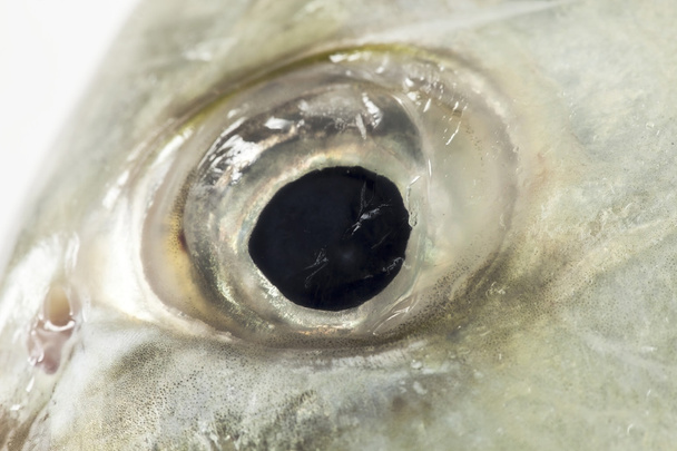 Fish Eye Closure-Up (Giant trivally)
). - Фото, изображение