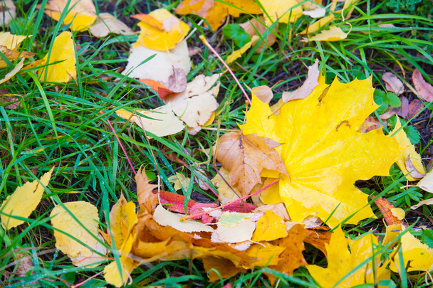 Texture des feuilles d'automne. Photographié dans le parc d'automne
 - Photo, image