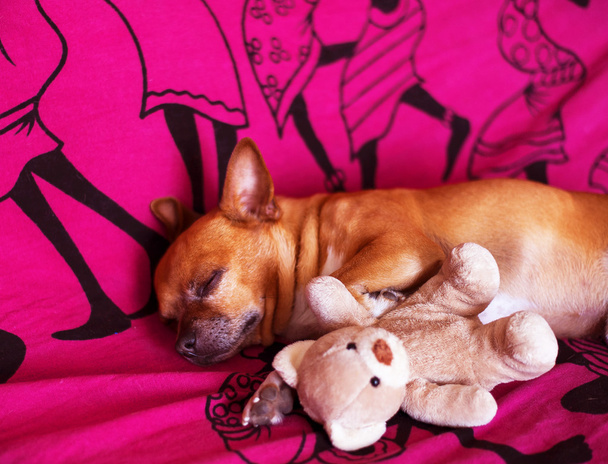 perro y juguete en una manta violeta
 - Foto, Imagen