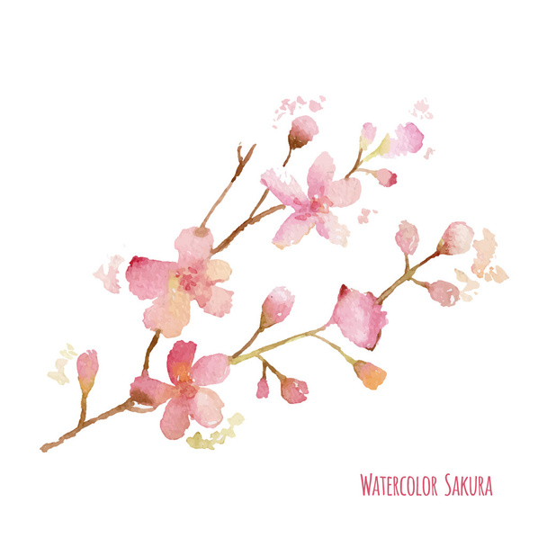 Akvarell Sakura - Vektor, kép