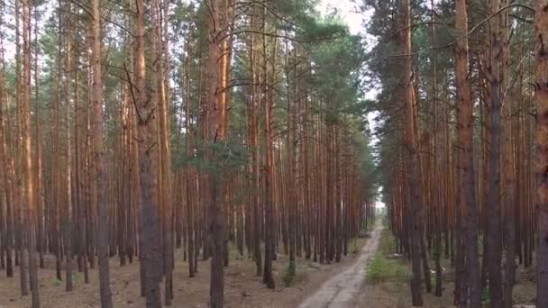 çam ormanı içinde güzel patika - Video, Çekim