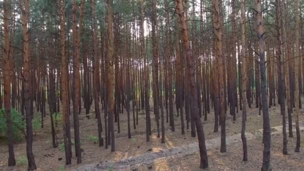 çam ormanı içinde güzel patika - Video, Çekim