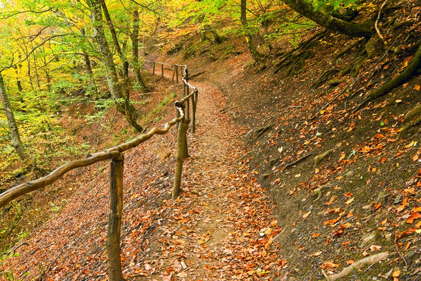 Road in a autumn forest - Zdjęcie, obraz