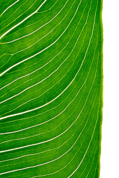 φύλλα του calla κάθετη - Φωτογραφία, εικόνα