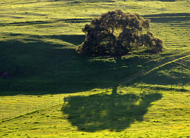 Ağaç günbatımı sırasında - Fotoğraf, Görsel