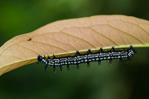 color butterfly worm - Photo, Image