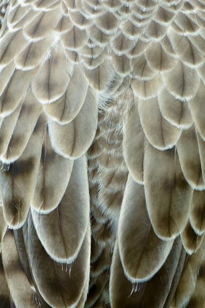 detalhe de penas de águia
 - Foto, Imagem