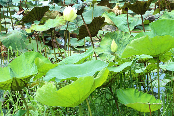 Thai lotus flower - Photo, Image