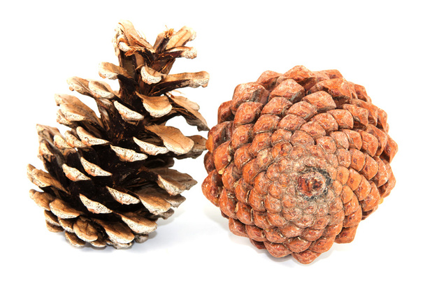 Two cones - Foto, imagen