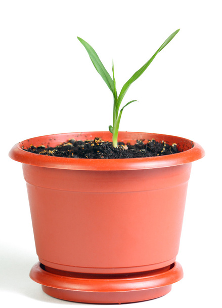 Little sprout in the flowerpot - Photo, Image