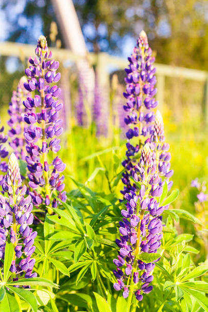 Wild-growing flowers of a lupine in the field in the sunset sun - Foto, immagini